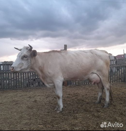 Коровы дойные молочные