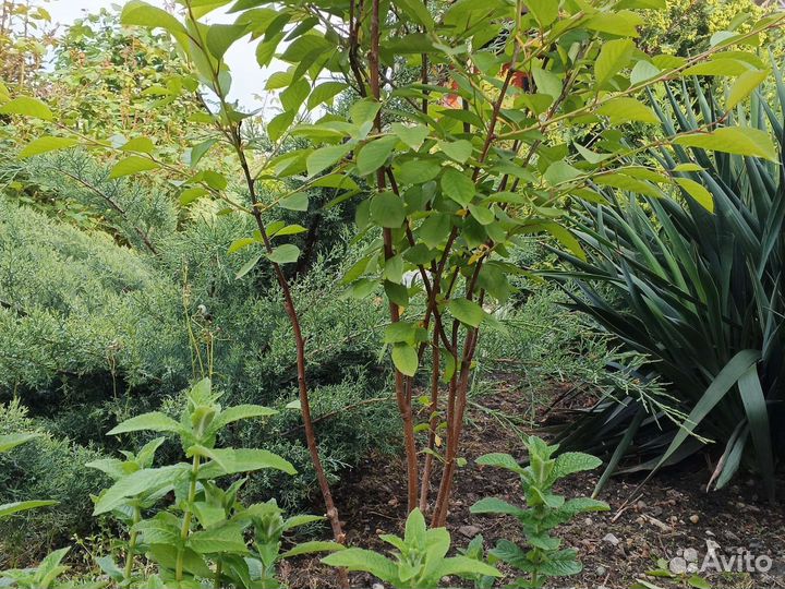 Вишня орех, китайский финик смородина слива