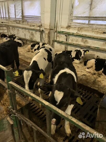 Телята и бычки