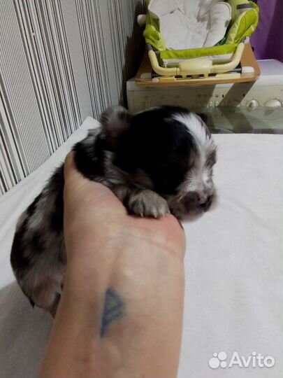 Мини мальчик