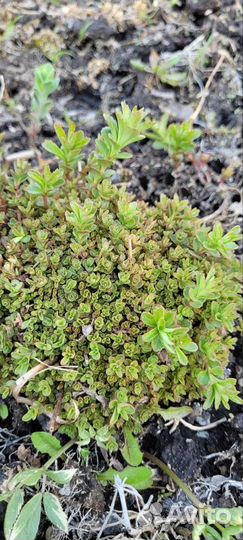 Седум или очиток