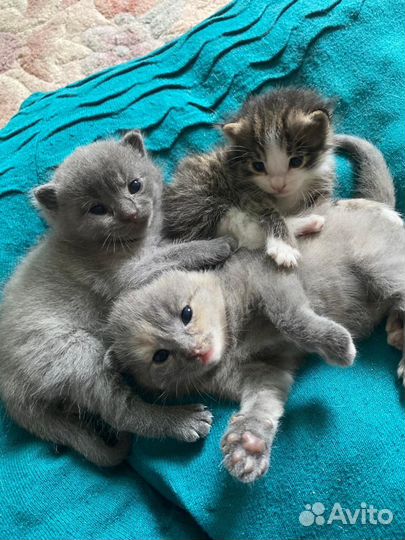 Котята в добрые руки бесплатно