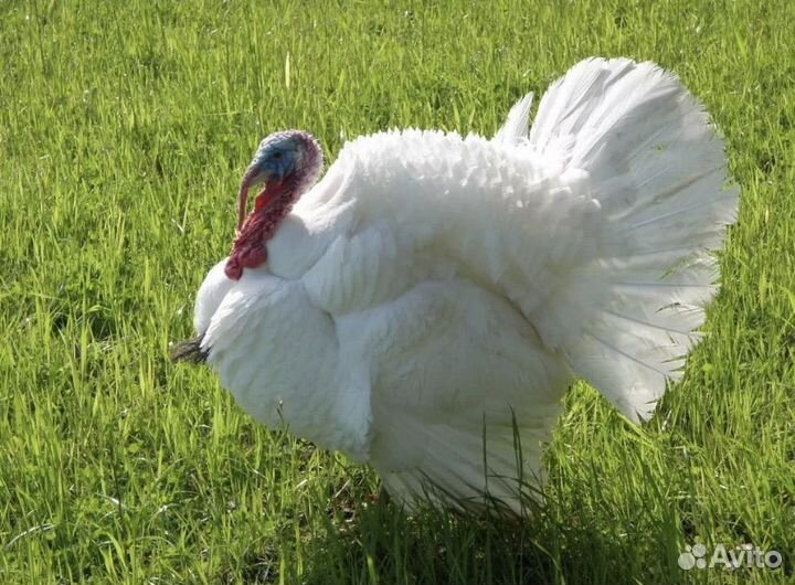 Индюшата хайбрид конвертер,биг6