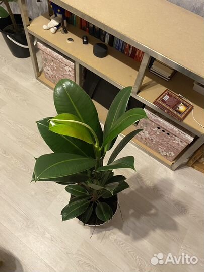 Фикус каучуконосный большой