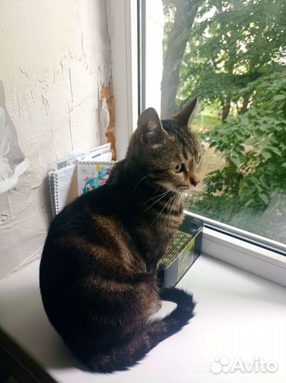 Кошка в дар бесплатно