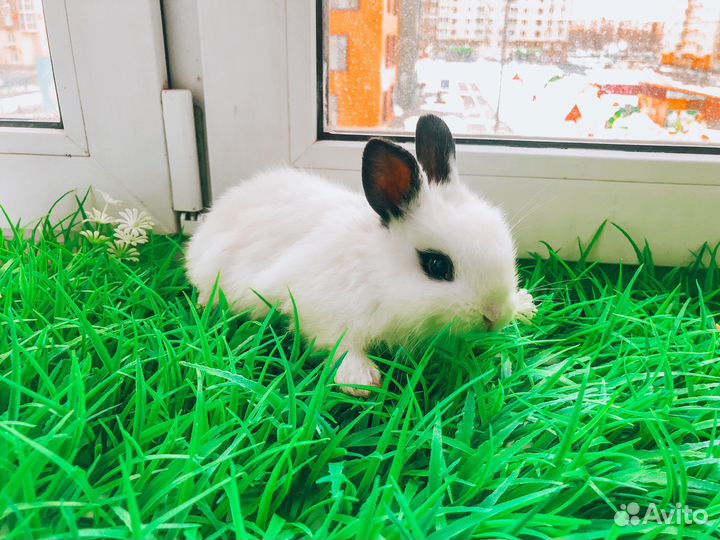 Карликовый кролик - разные породы