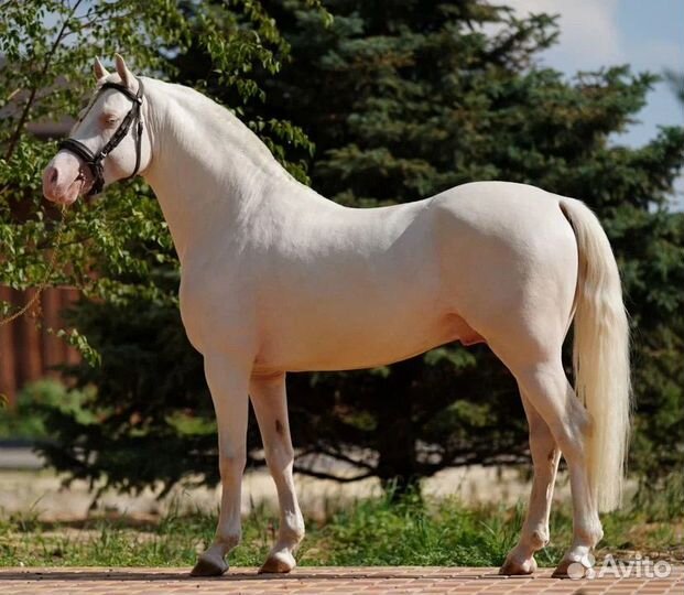 Уэльский пони сектор В