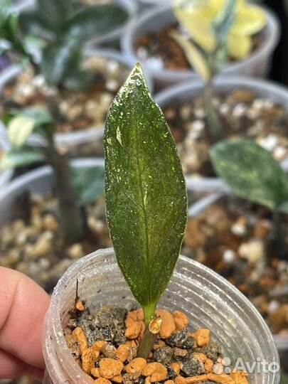 Замиокулькас вариегатный dark zamicro var