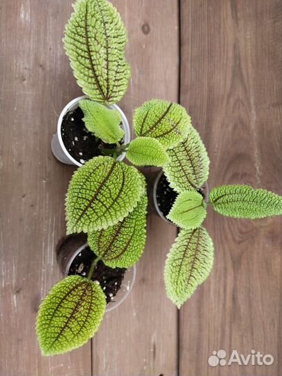 Бенджамина и другие