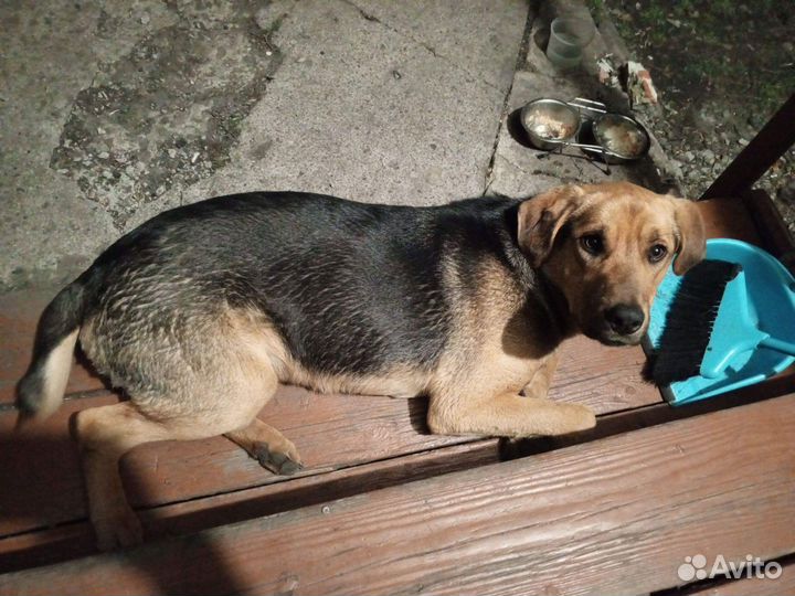 Помесь овчарки