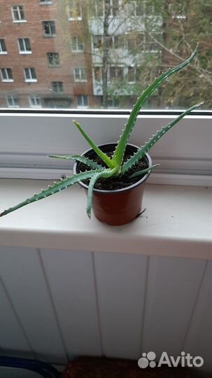 Алоэ столетник