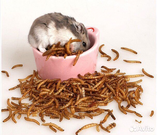 Мучной червь