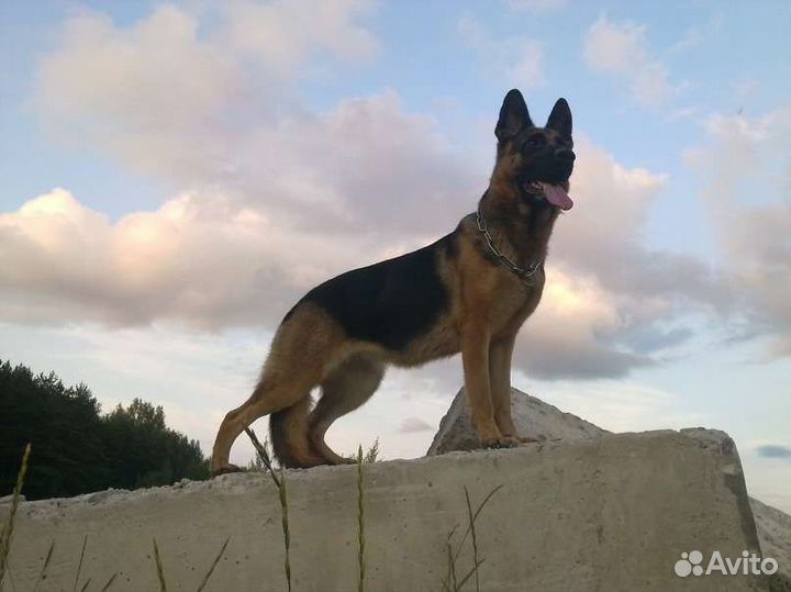 Передержка животных (кошек/собак/грызунов и т.д)