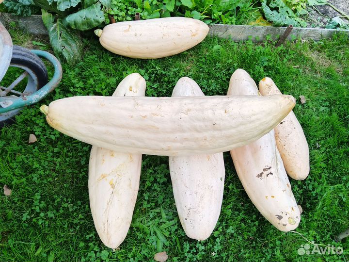 Семена тыквы