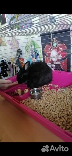 Декоративный кролик