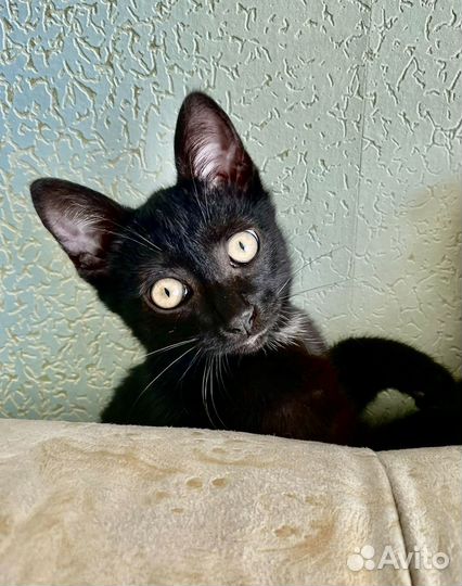 Чёрный котёнок, 4.5 месяца