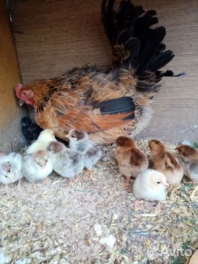 Клушка с цыплятами