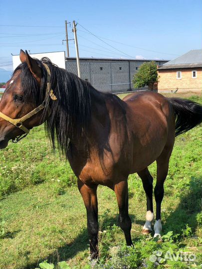 Англо-Арабский жеребец