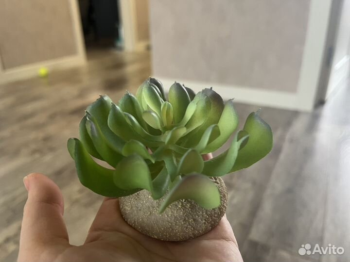 Декоративные растения для аквариума