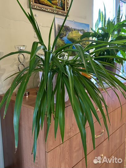 Комнатные растения цветы