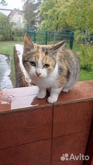 Котенок в добрые руки