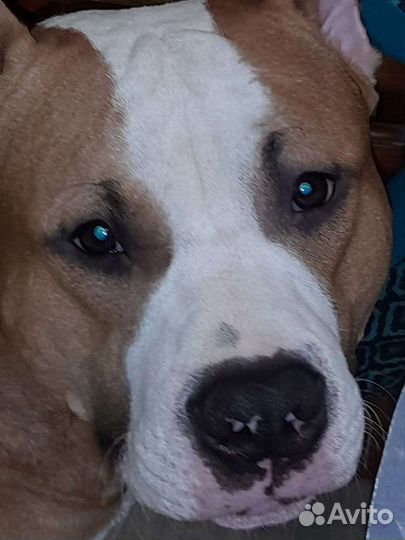 Стаффордширский терьер вязка