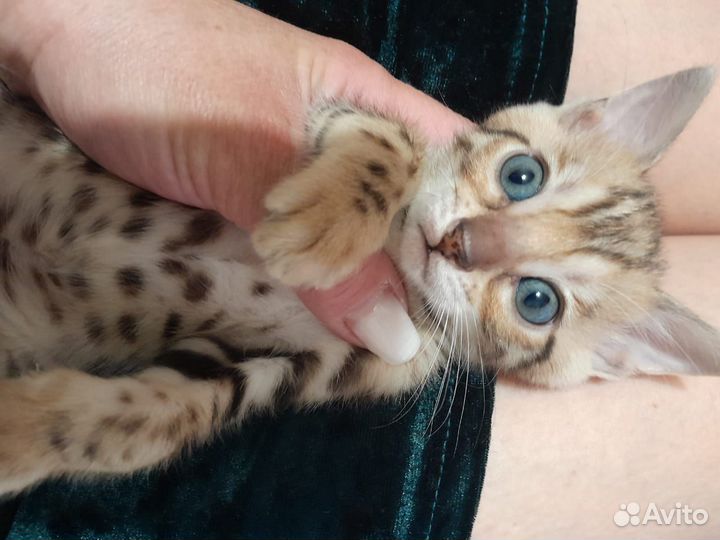 Бенгальская