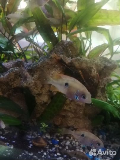 Цихлазома Элиота