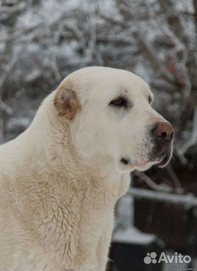 Среднеазиатская овчарка алабай вязка