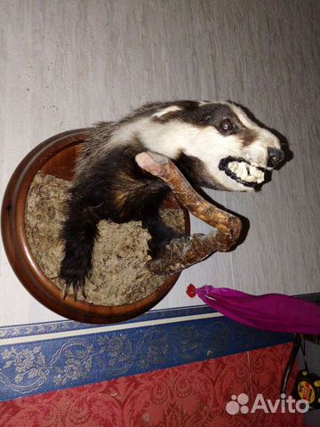 Чучело барсука