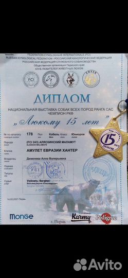 Аляскинский маламут вязка