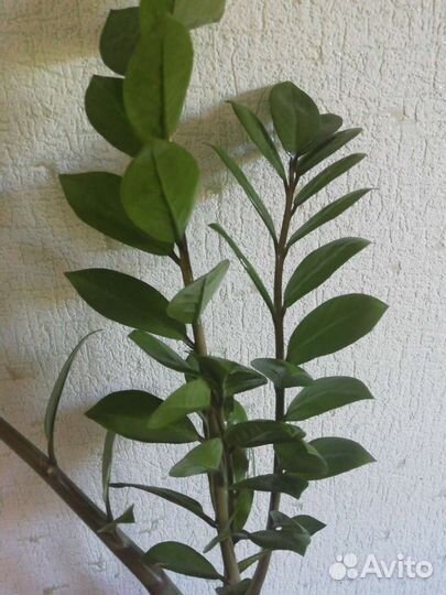 Замиокулькас