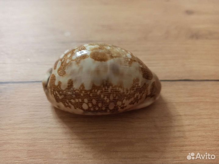 Морская раковина