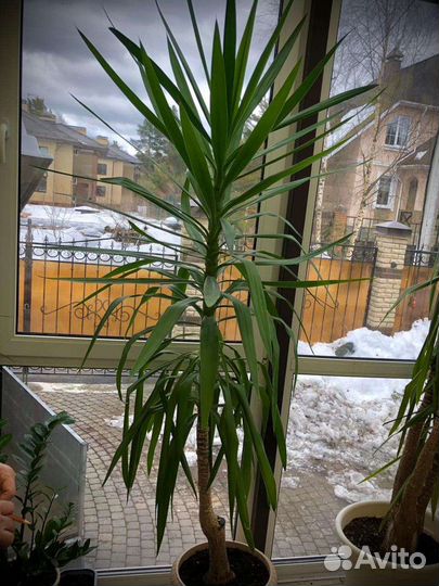 Пальма юкка