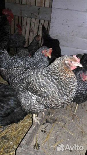 Продам Бройлеров, Кур Несушек, Молодку, Доминант