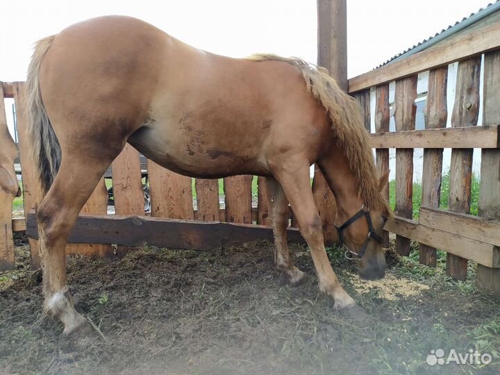 Кобылка. Тяжеловоз