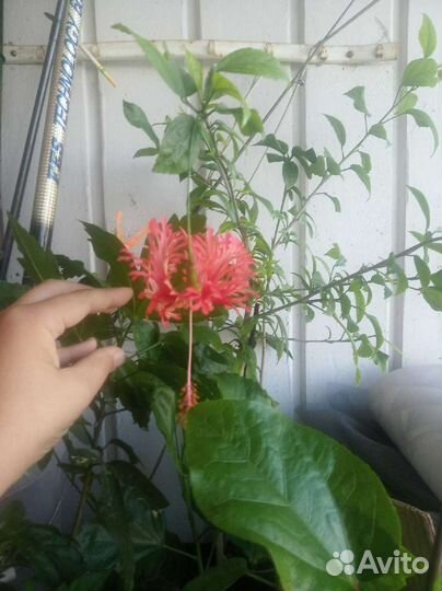 Гибискус шизопеталус