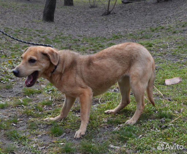 Шери в поисках семьи