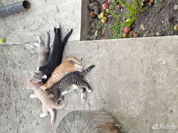 Отдам в добрые руки