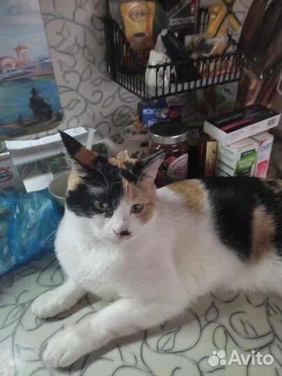 Кошечка в добрые руки