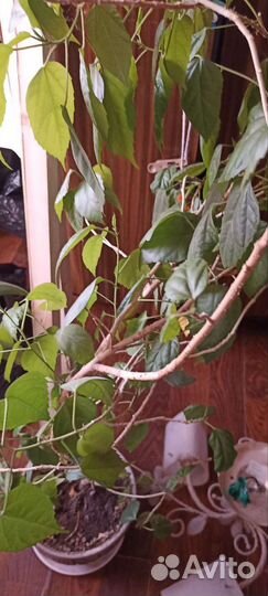 Китайская роза