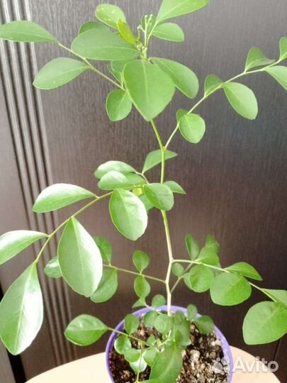 Мурайя метельчатая