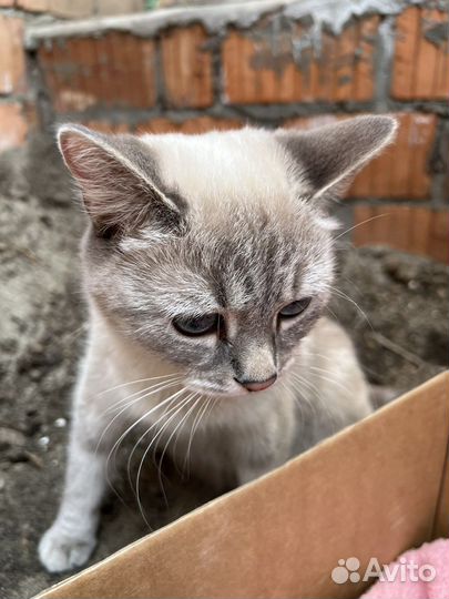 Кошка и котята