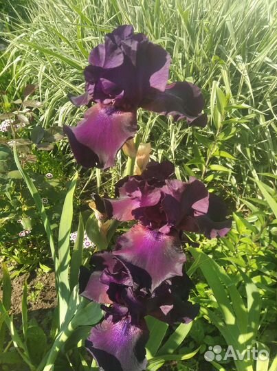 Ирисы сортовые