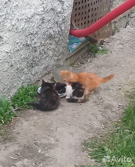 Милые пушистики котята