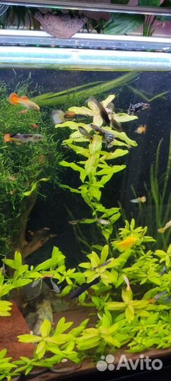 Аквариум с тумбой