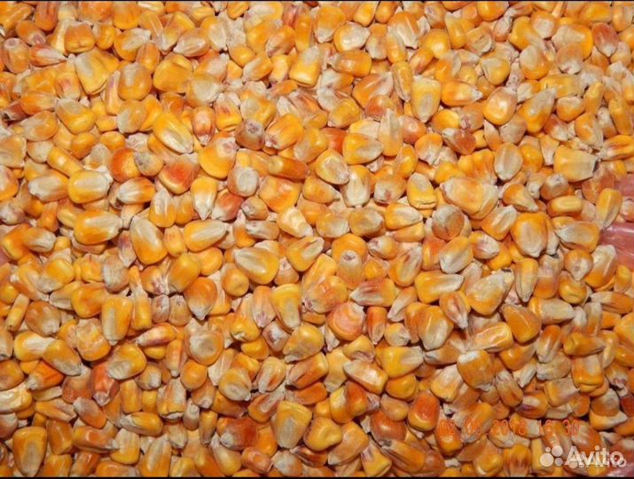Кукуруза