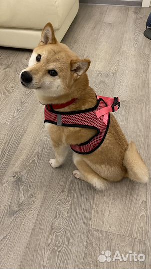 Шлейка для собаки Triol XL