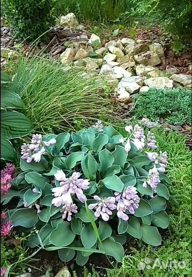 Продам хосты