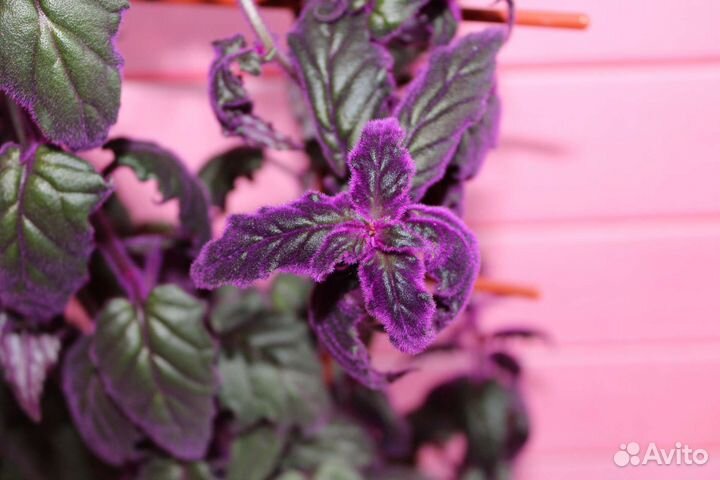 Гинура синяя птица